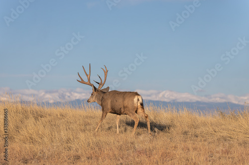 Mule Deer Buck in Colorado in Autumn © natureguy