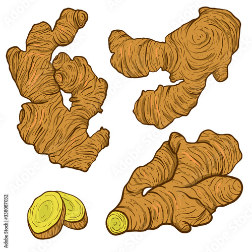 Hand drawn Ginger root set. Engraved style illustration. Herbal spice drawing. Detox food ingredient.