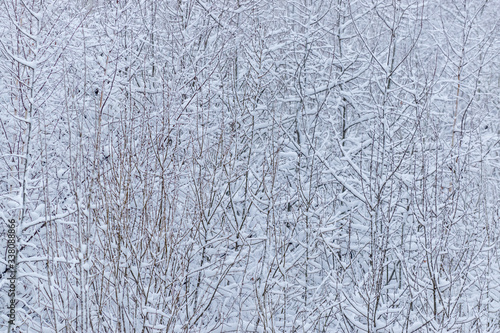 Tree branches with covered white snow. Texture.