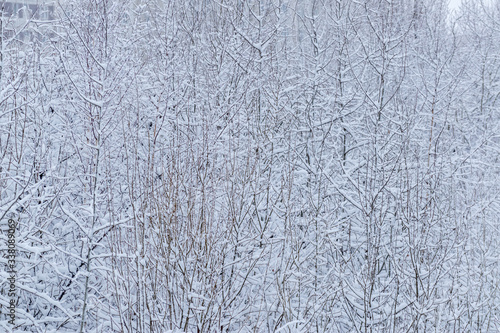 Tree branches with covered white snow. Texture.