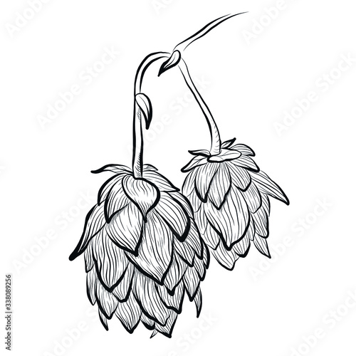 Sketches of hop plant, hop on a branch in engraving style. Humulus lupulus illustration for packing, pattern, beer illustration.
