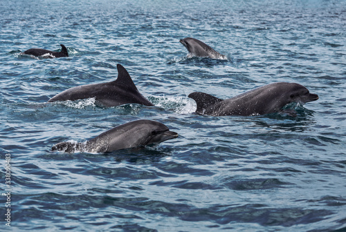 Canvas Print Black sea bottlenose dolphins frolic in the Black sea
