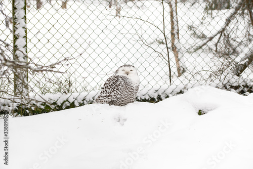 White polar owl in the snow in the winter forest © Lianna Art