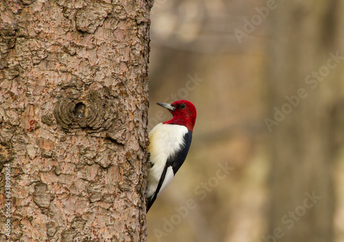 Red headed woodpecker bird climbs bark of a spruce tree in woodland habitat