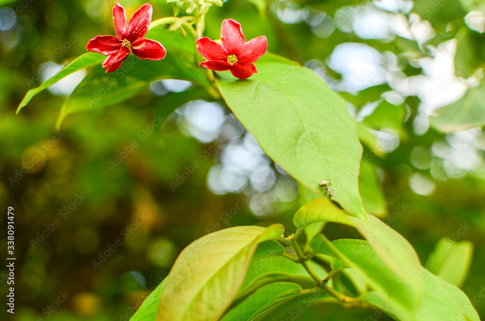 red and green red and green