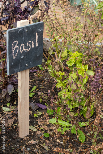 small chalkboard sign marking basil growing in home garden
