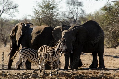 Fototapeta Naklejka Na Ścianę i Meble -  Zèbre de Burchell, Equus quagga, Eléphant d'Afrique, Loxodonta africana, Parc national Kruger, Afrique du Sud