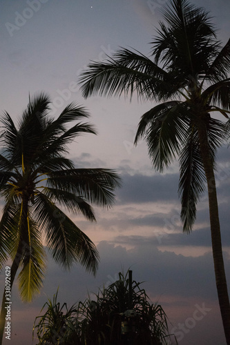 beautiful palm trees against the twilight sky