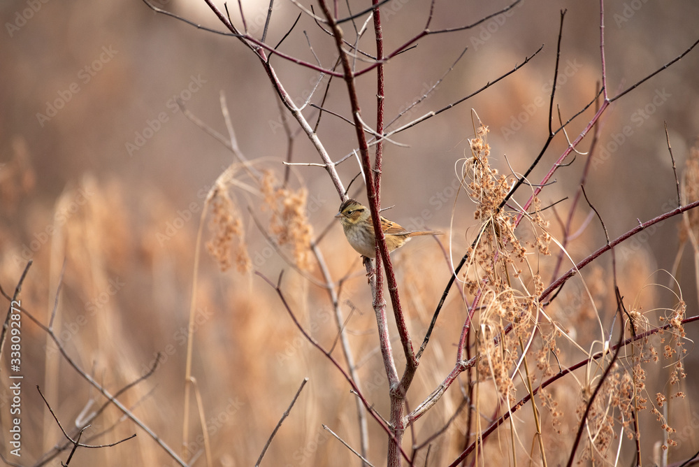 Obraz premium Swamp Sparrow