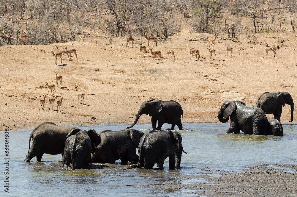 Eléphant d'Afrique, Loxodonta africana, Parc national Kruger, Afrique du Sud Eléphant d'Afrique, Loxodonta africana, Parc national Kruger, Afrique du Sud