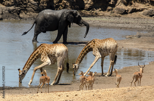 Girafe  Giraffa Camelopardalis  El  phant d Afrique  Loxodonta africana  Impala  Aepyceros melampus  Parc national Kruger  Afrique du Sud