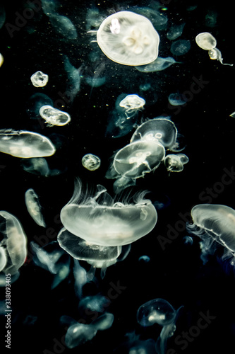 jellyfish in aquarium