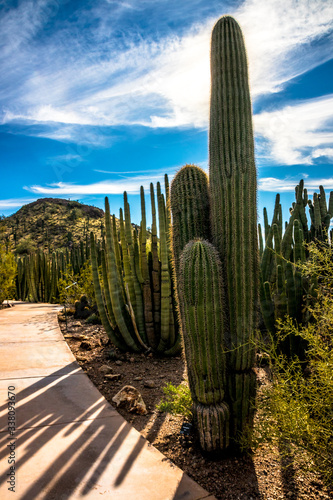 giant cactus