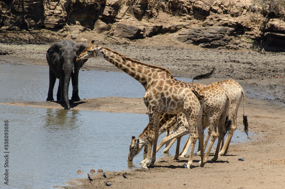 Fototapeta premium Girafe, Giraffa Camelopardalis, Eléphant d'Afrique; Loxodonta africana; Parc national Kruger, Afrique du Sud