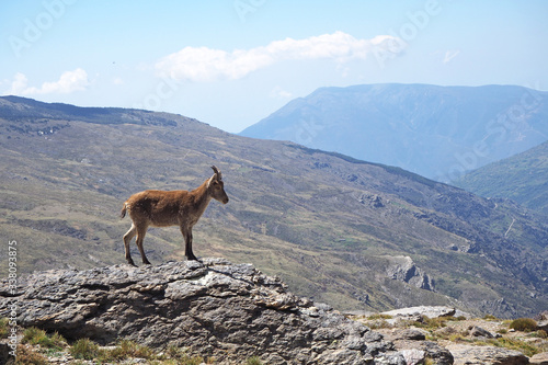 Alone brown Iberian ibex on the top of the big rock with green grass, far mountains on the sunny day.