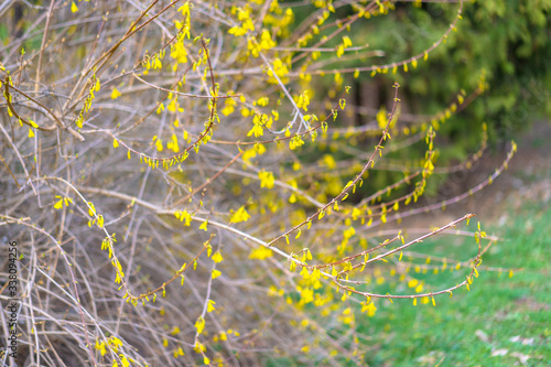 First yellow flowers on a tree