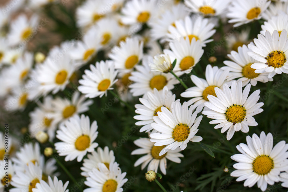 Garden camomile flowers, field with camomiles, camomile closeup, natural antiseptic. Chamomile close up. Chamomile medicinal plant on a sunny day. Blooming chamomile field natural herbal treatment. Garden camomile flowers, field with camomiles, camomile closeup, natural antiseptic. Chamomile close up. Chamomile medicinal plant on a sunny day. Blooming chamomile field natural herbal treatment.