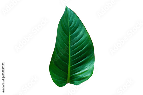 tropical green leaf isolated on white background for design elements  summer background