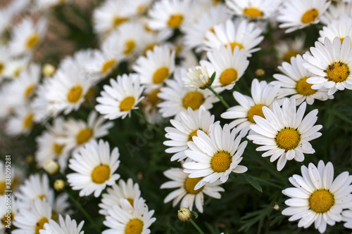 Garden camomile flowers, field with camomiles, camomile closeup, natural antiseptic. Chamomile close up. Chamomile medicinal plant on a sunny day. Blooming chamomile field natural herbal treatment. © Sabrina Umansky