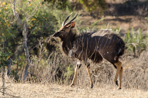 Nyala, mâle, Tragelaphus angasii, Parc national Kruger, Afrique du Sud