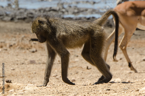 Babouin chacma, Papio ursinus , chacma baboon, Parc national Kruger, Afrique du Sud © JAG IMAGES