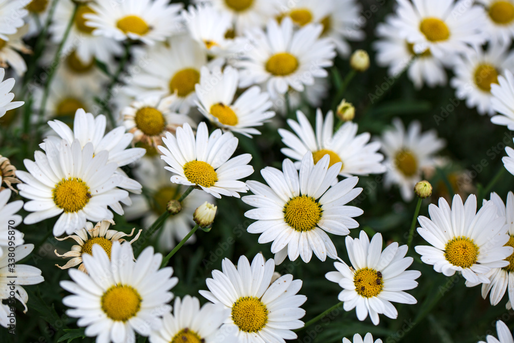 Garden camomile flowers, field with camomiles, camomile closeup, natural antiseptic. Chamomile close up. Chamomile medicinal plant on a sunny day. Blooming chamomile field natural herbal treatment. Garden camomile flowers, field with camomiles, camomile closeup, natural antiseptic. Chamomile close up. Chamomile medicinal plant on a sunny day. Blooming chamomile field natural herbal treatment.