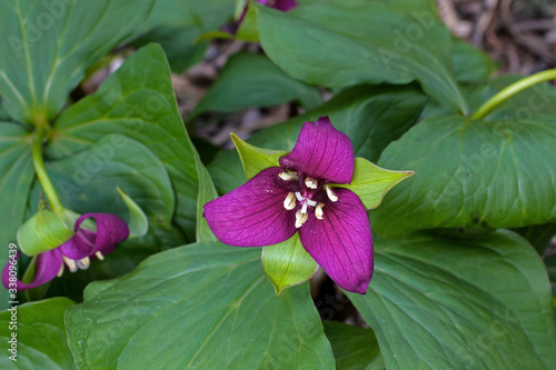 Trillium flowers in the early Spring. It is a genus of perennial flowering plants native to temperate regions of North America and Asia.  photo