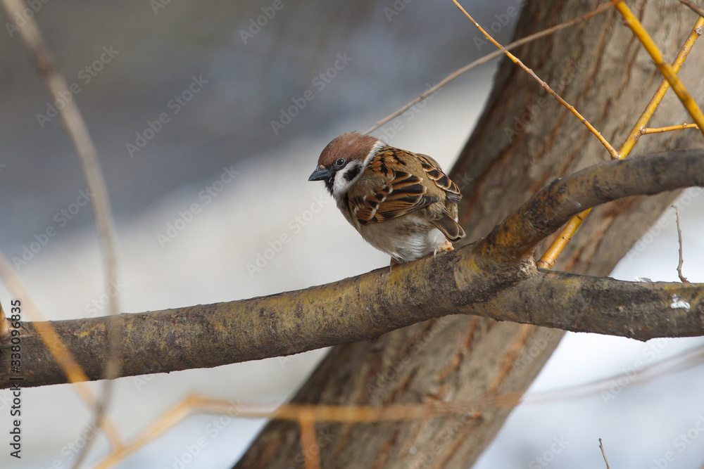 bird on a branch, sparrow on a branch bird on a branch, sparrow on a branch