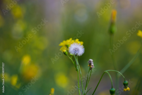 yellow flowers in the meadow © Sabrina Umansky