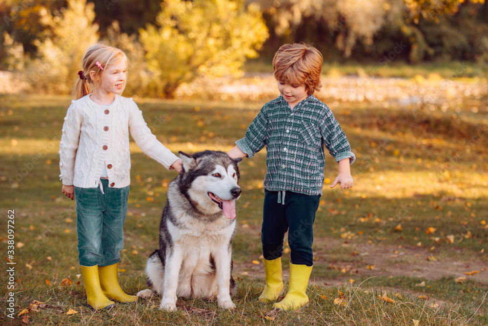 Happy little children having fun with dog pet on field. Child 5 years old. Carefree childhood. Kids spending time together with a dog in field. Happy little children having fun with dog pet on field. Child 5 years old. Carefree childhood. Kids spending time together with a dog in field.