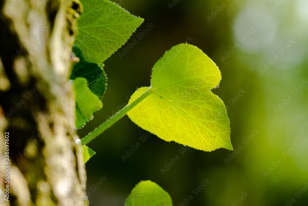 Macro image of a creeping vine leaf seen attached to part of a tree trunk in late springtime. Macro image of a creeping vine leaf seen attached to part of a tree trunk in late springtime.