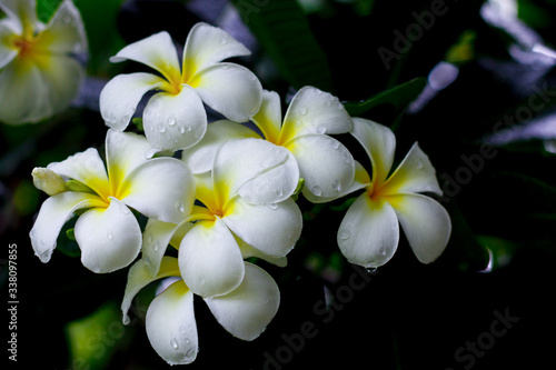 bunch of plumeria flowers on tree and they wet and fresh because after the rain. Background is blurry dark green leaves.