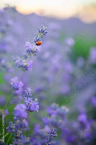 Fototapeta Naklejka Na Ścianę i Meble -  bee on lavender