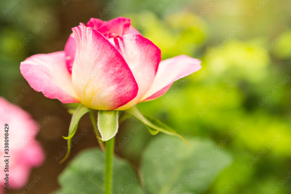 Closeup pink rose flower over blurred nature green garden background, outdoor day light, spring and summer flower garden Closeup pink rose flower over blurred nature green garden background, outdoor day light, spring and summer flower garden