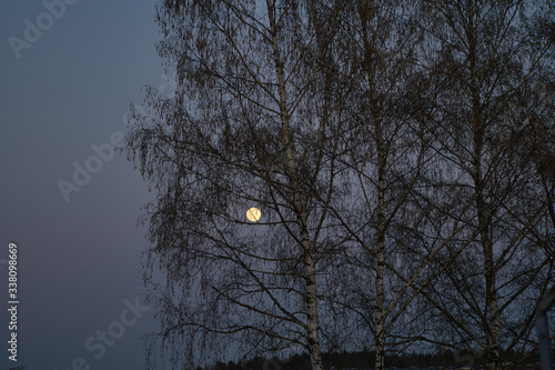 Supermond, Vollmond bei Dämmerung zwischen Bäumen, April 2020