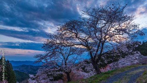 夕暮れの山桜