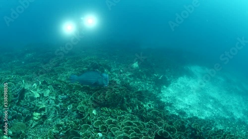 Wallpaper Mural scuba divers exploring the tropical corals and fish underwater sun beams and rays Torontodigital.ca