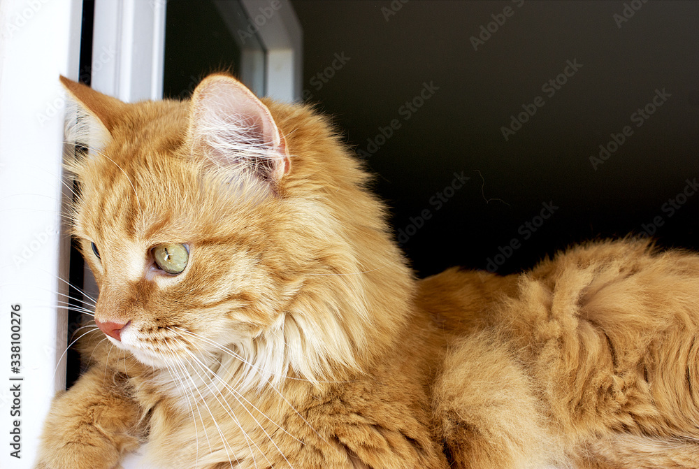 Funny ginger cat is conveniently lying in the window. Portrait of red kitten resting on the window leaf, close-up.