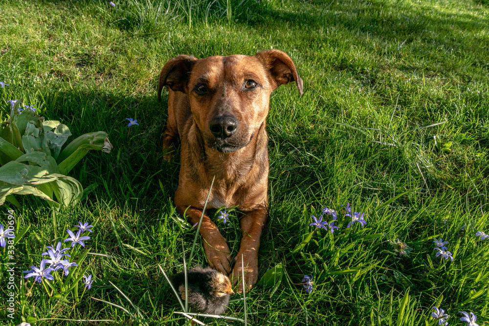 The interaction between dogs and chicks can be a fascinating observation. There are many stories and videos about unusual friendships between different animal species The interaction between dogs and chicks can be a fascinating observation. There are many stories and videos about unusual friendships between different animal species