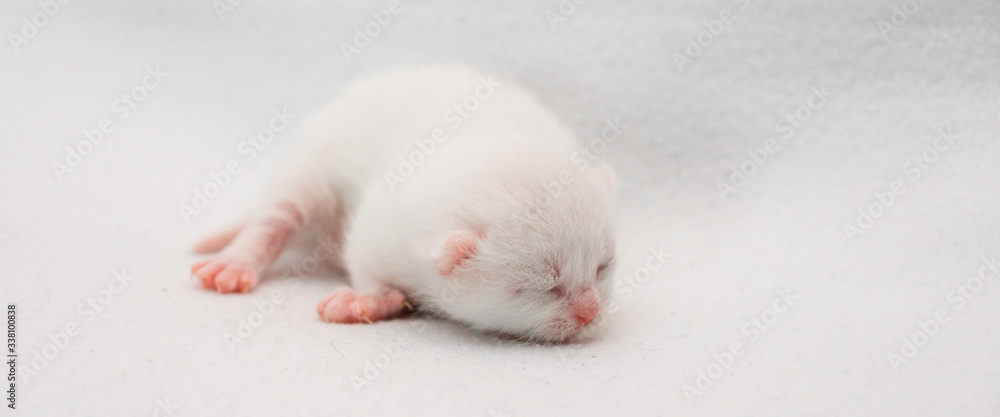 Close-Up Of Newborn Cat Sleeping On White Background Close-Up Of Newborn Cat Sleeping On White Background
