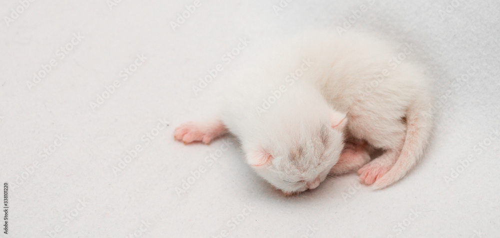 Close-Up Of Newborn Cat Sleeping On White Background