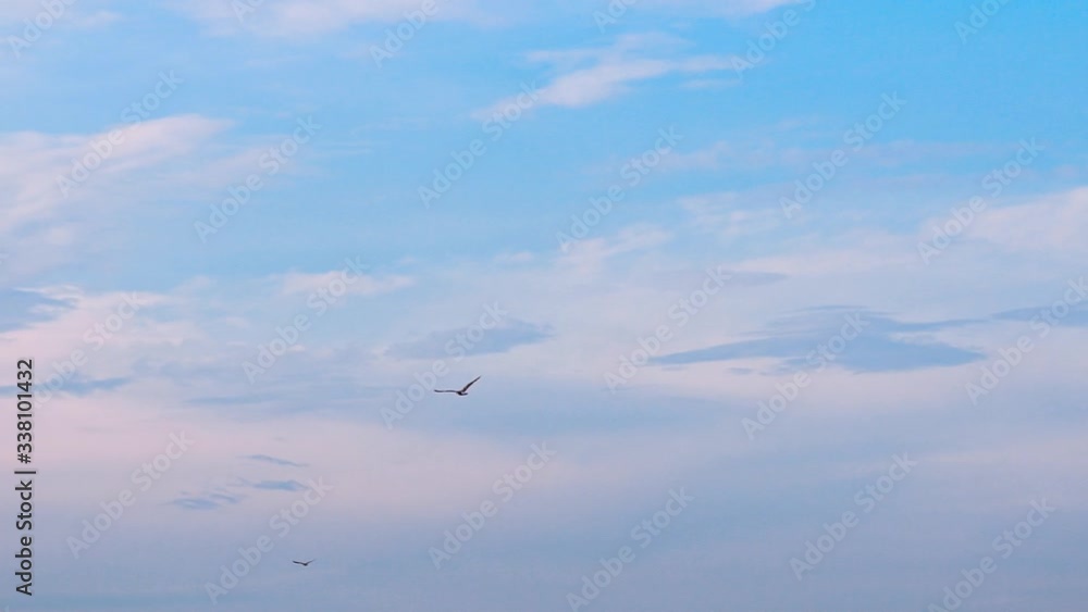 Seagulls flying in the blue sky. Beautiful birds fly in the sky with spread wings. Seagulls flying in the blue sky. Beautiful birds fly in the sky with spread wings.