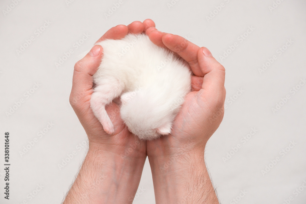 newborn kitten on a hand. isolated on white background newborn kitten on a hand. isolated on white background