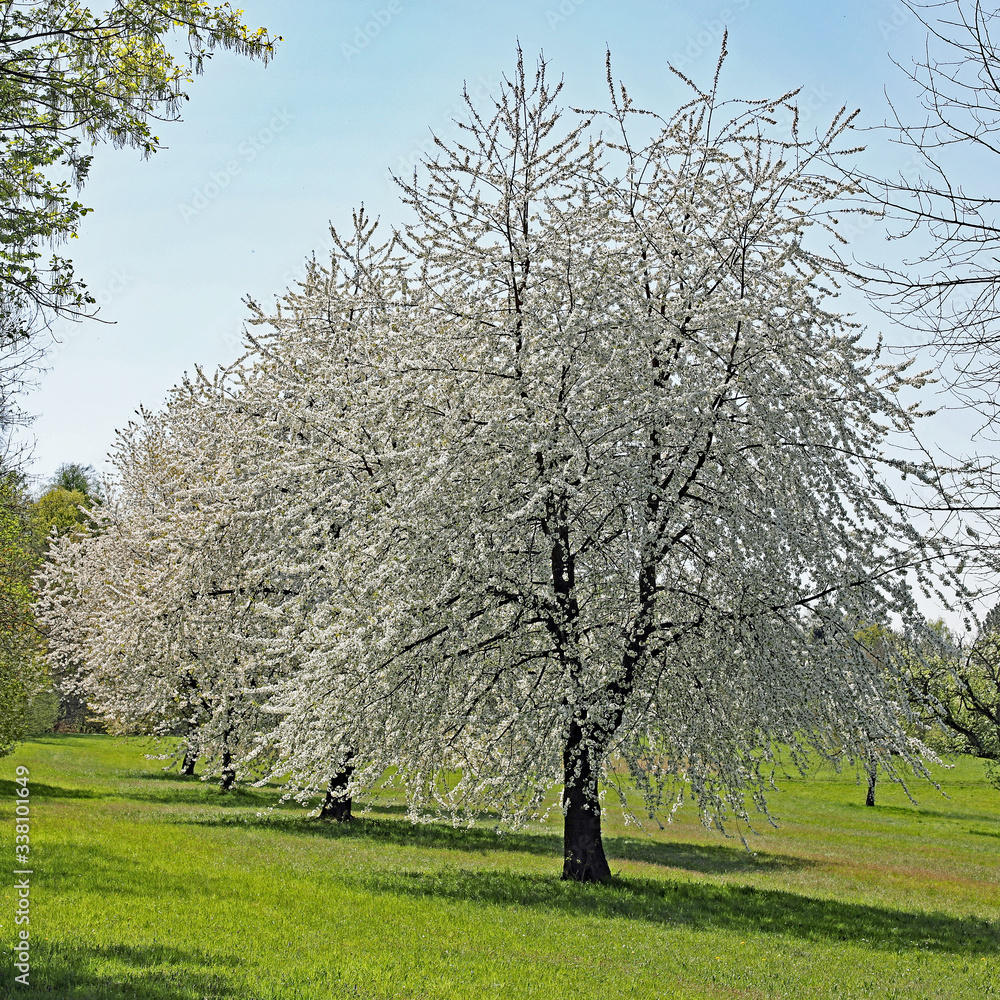 Obraz premium Drei Obstbäume