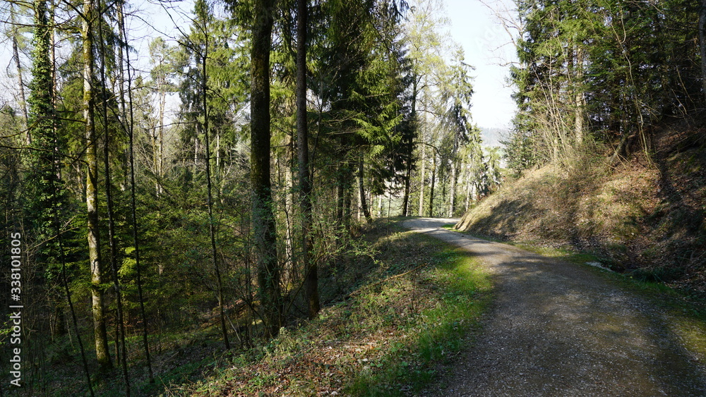 Obraz premium Waldweg