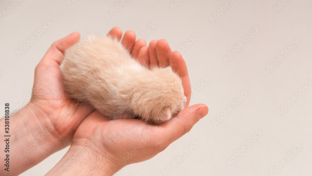 newborn kitten on a hand. isolated on white background newborn kitten on a hand. isolated on white background