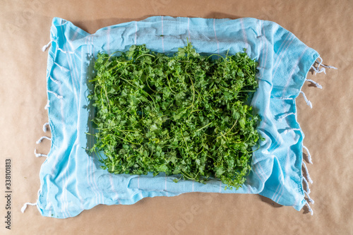 Top view of drying fresh green coriander leaves on a traditional blue peshtemal with copy space photo