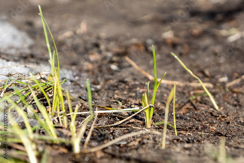 sprouts of grass in the ground