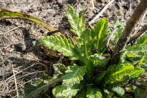 close up of fresh spring grass