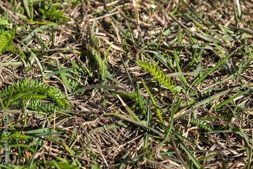 green grass young green leaf
